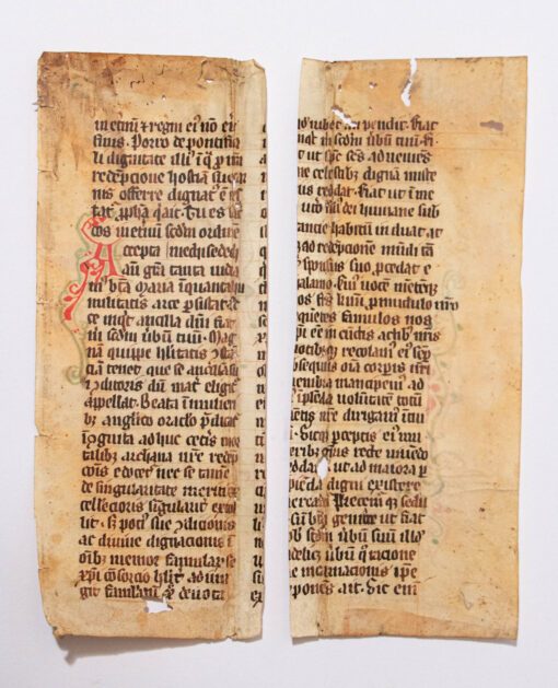 A Leaf from a C15th Homiliary quoting Bede